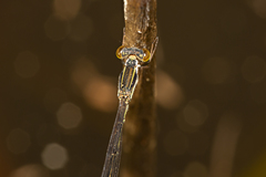 Agriocnemis rubricauda