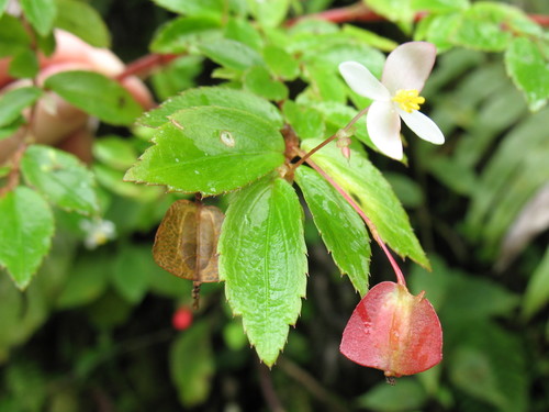Begonia foliosa