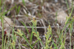 Carex garberi