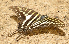 Graphium policenes policenes