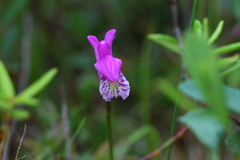 Arethusa bulbosa