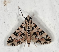 Conchylodes bryophilalis