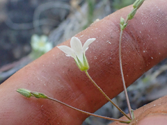 Sabulina stolonifera