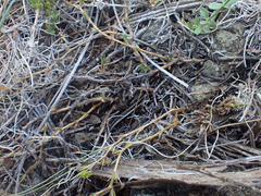 Sabulina stolonifera