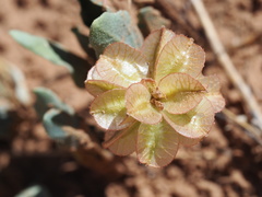 Tripterocalyx carneus
