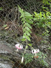 Lilium speciosum