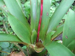 Guzmania rhonhofiana