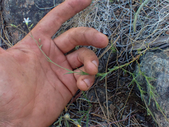 Sabulina stolonifera