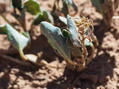 Tripterocalyx carneus