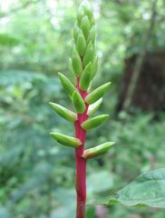 Guzmania rhonhofiana