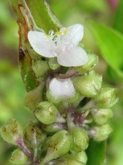 Tripogandra serrulata