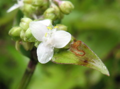 Tripogandra serrulata