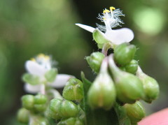 Tripogandra serrulata