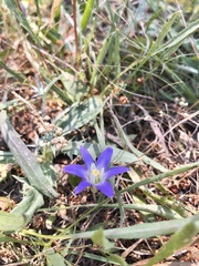 Brodiaea terrestris