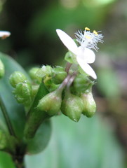 Tripogandra serrulata