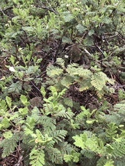 Chamaebatia foliolosa