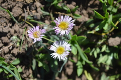 Erigeron andicola