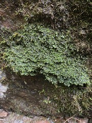 Jubula pennsylvanica