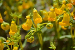 Calceolaria hypericina