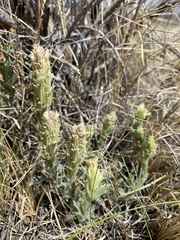 Castilleja pilosa