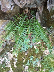 Polystichum imbricans