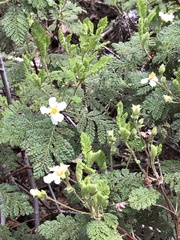 Chamaebatia foliolosa