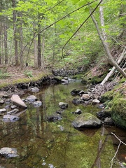 Jubula pennsylvanica