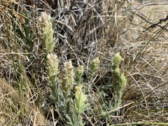 Castilleja pilosa