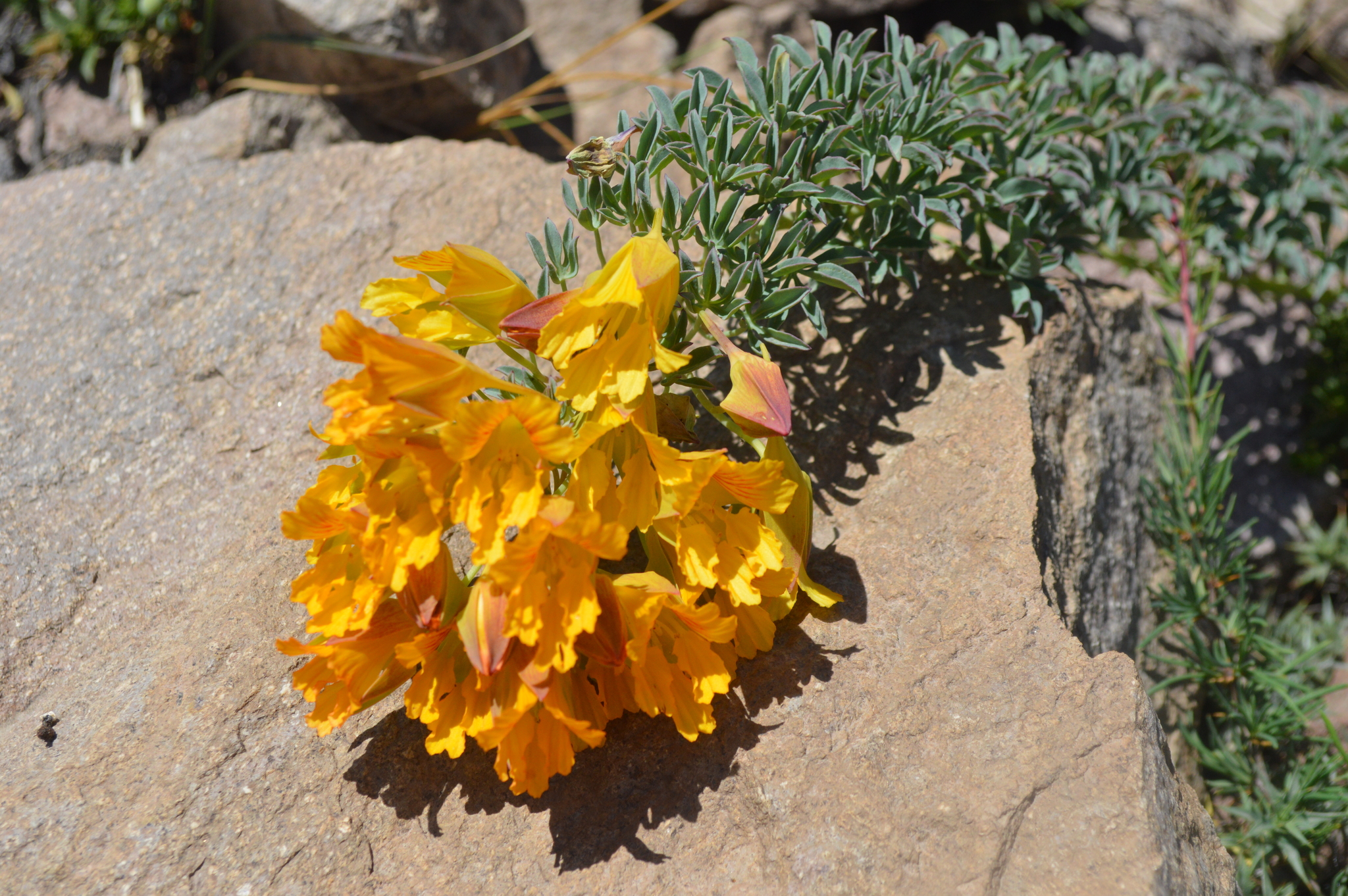 Tropaeolaceae