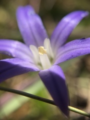 Brodiaea terrestris