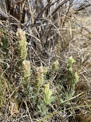 Castilleja pilosa