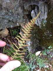 Polystichum imbricans