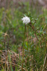 Valeriana uliginosa