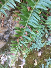 Polystichum imbricans