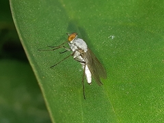Penniverpa