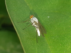 Penniverpa