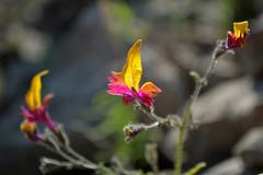Schizanthus coccineus