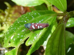 Graphocephala albomaculata
