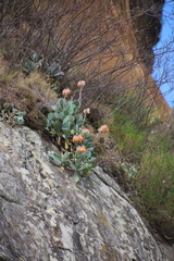 Cotyledon orbiculata oblonga
