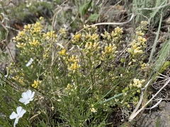 Draba densifolia