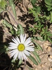 Townsendia grandiflora