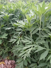 Rudbeckia laciniata