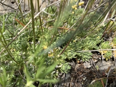 Draba densifolia