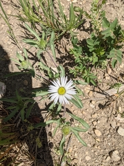 Townsendia grandiflora