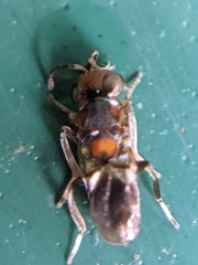 Encyrtus