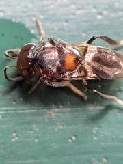 Encyrtus