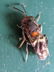Encyrtus