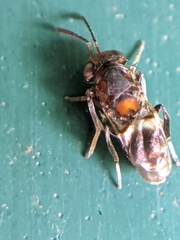 Encyrtus