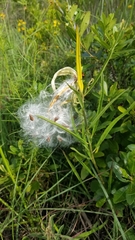 Asclepias longifolia