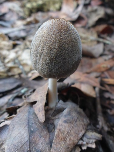 Coprinellus xanthothrix image